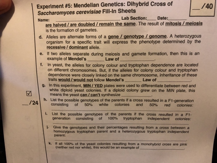 Solved Experiment 5 Mendelian Genetics Dihybrid Cross