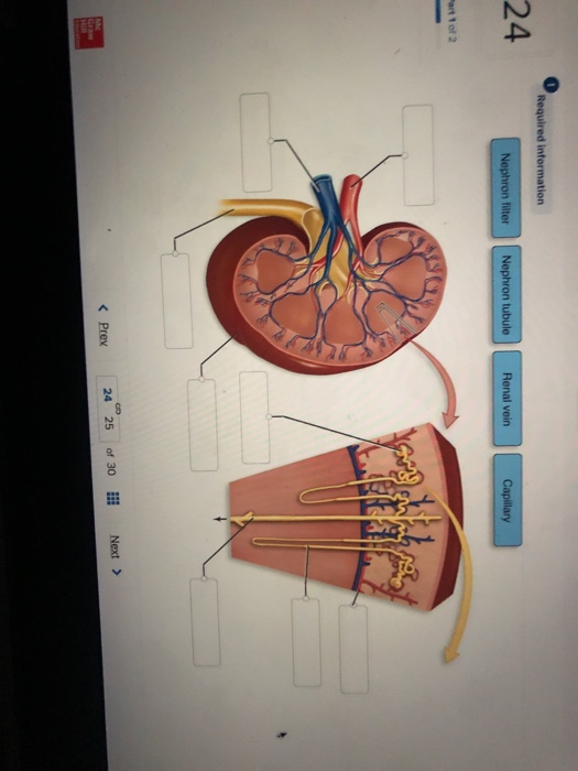 What makes the pancreas, liver, and gallbladder so important in digestion? image
