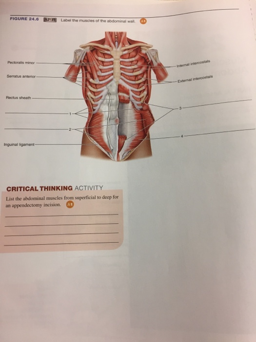 27 Stomach Muscles Diagram - Wiring Database 2020