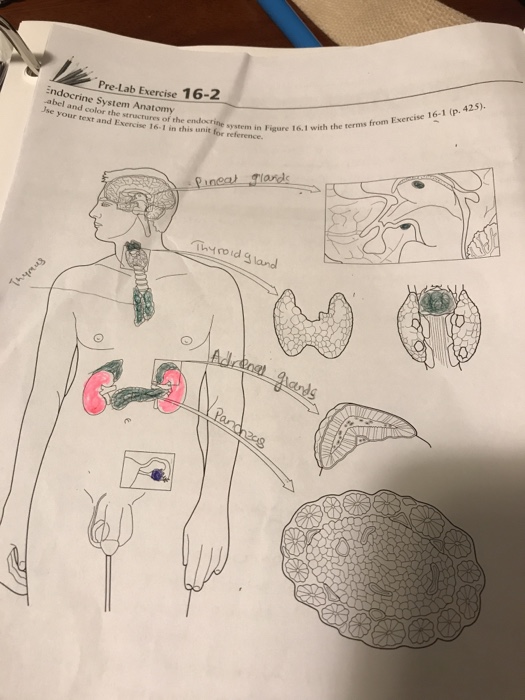 Ndocri Abel Pre Lab Exercise 16 2 E System Anatomy Chegg 