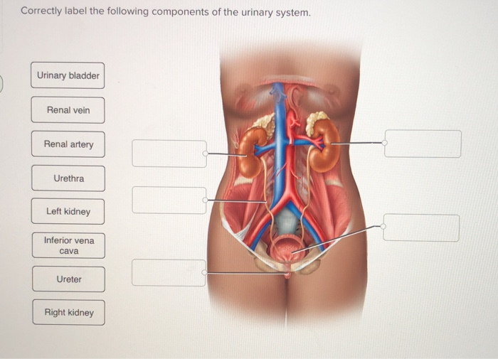 Correctly label the following components of the urinary system.
Urinary bladder
Renal vein
Renal artery
Urethra
Left kidney
I