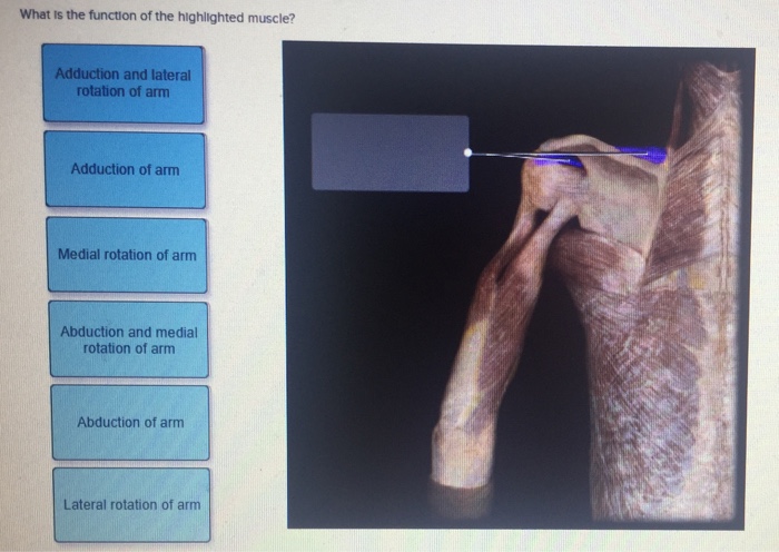 Solved: What Is The Function Of The Highlighted Muscle? Ad ...