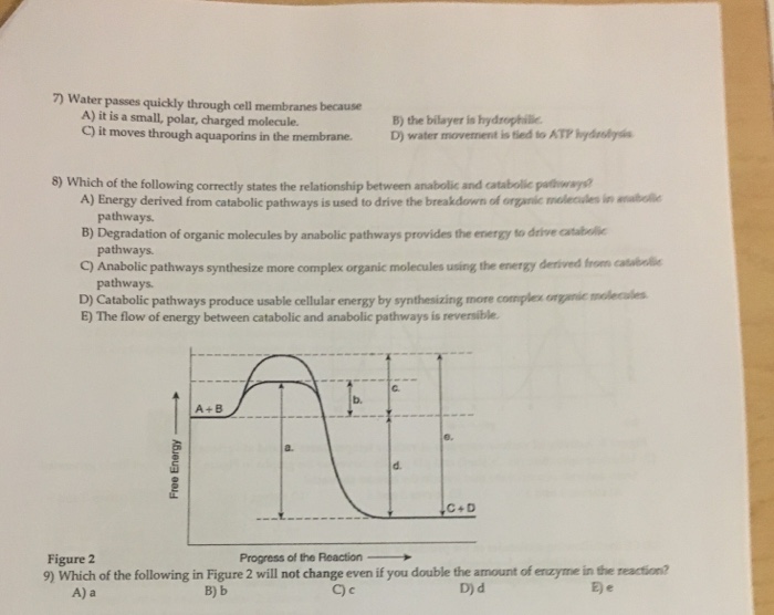 Solved 7) Water Passes Quickly Through Cell Membranes Bec