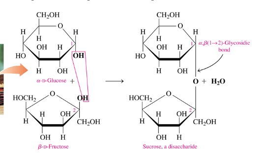 Solved How Do You Know Which Glycosidic Bond To Use Alph Chegg Com