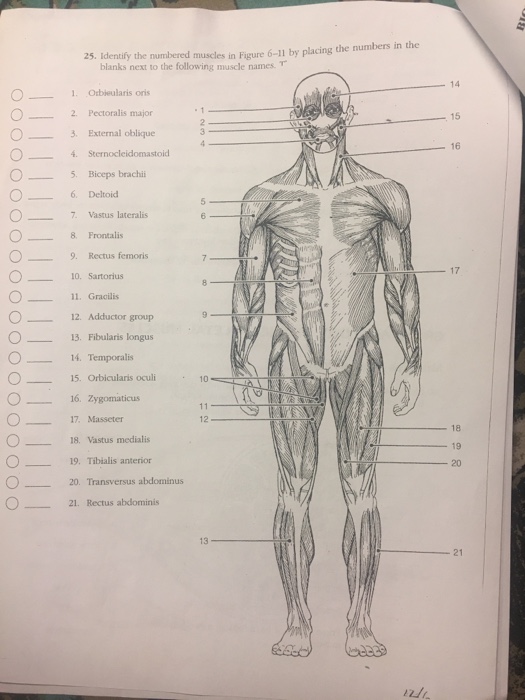 Muscle man diagram blank