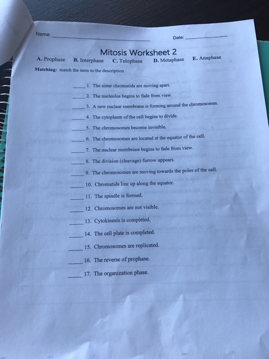 Solved Name Date Mitosis Worksheet 2 A Prophase B Int Chegg Com