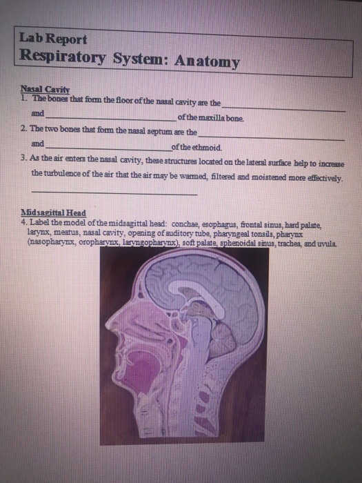 Solved Lab Report Respiratory System Anatomy Nasal Cavit