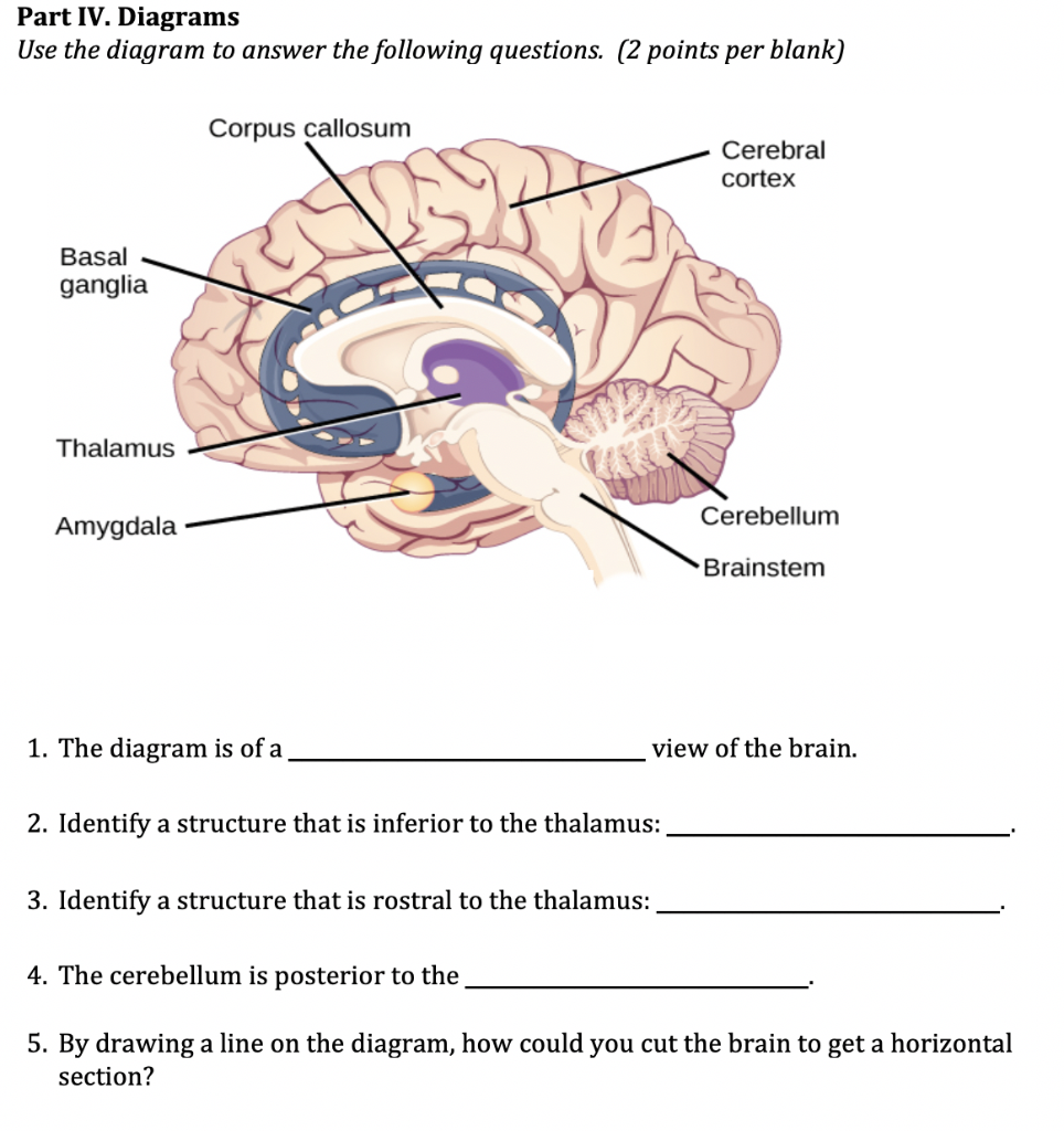cerebral cortex blank diagram
