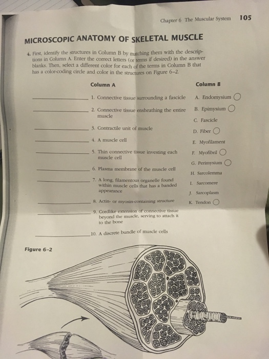 Solved Chapter 6 The Muscular System 105 MICROSCOPIC ANATOMY | Chegg.com