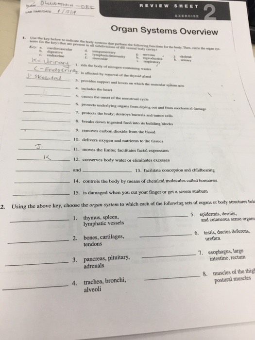 solved-review-sheet-exercise-organ-systems-overview-in-the-chegg-com