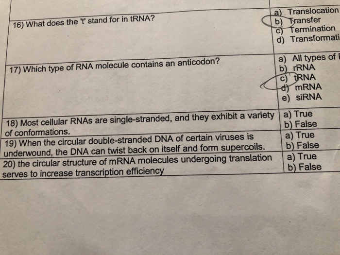Translocation b) Transfer 16) What does the t stand for in tRNA? C Termination d) Transformat a) All types of b) rRNA c)沢NA 17) Which type of RNA molecule contains an anticodon? mRNA e) siRNA 18) Most cellular RNAs are single-stranded, and they exhibit a variety a) True b) False a) True underwound, the DNA can twist back on itself and form supercoils. b) False 20) the circular structure of mRNA molecules undergoing translation a) True of conformations. 19) When the circular double-stranded DNA of certain viruses is serves to increase transcription efficiency b) False