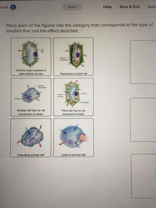 Solved: Place Each Of The Figures In To The Category That ...