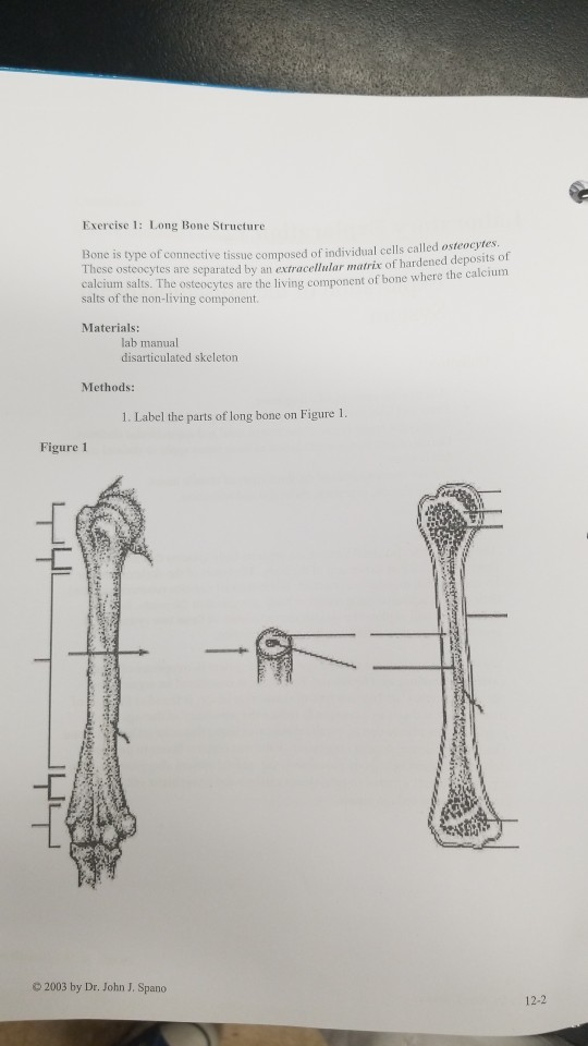 Label Ideas 2020: 31 Label The Parts Of A Long Bone