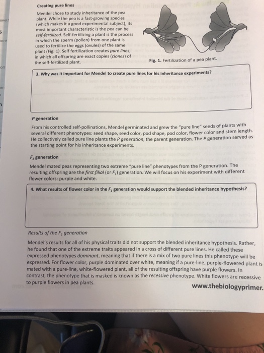Solved: Mendelian Genetics 93 Class Www.thebiologyprimer.c ...