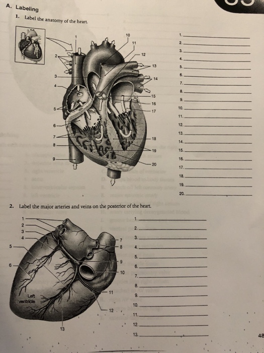 Solved A Labeling 1 Label The Anatomy Of The Heart 13 Chegg Com