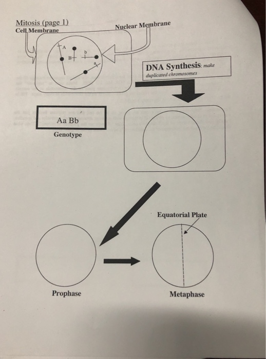 Solved Mitosis Page 1 Cell Mem Nuclear Membrane Dna Syn