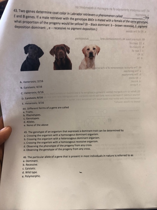 what epistasis labradors