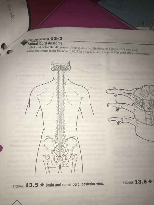 Solved Pre Lab Exercise 13 3 Spinal Cord Anatomy Bel And Chegg Com