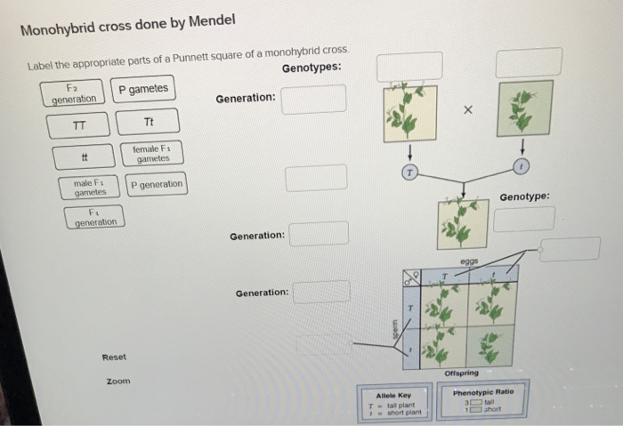 Solved Monohybrid Cross Done By Mendel Label The Appropri Chegg Com