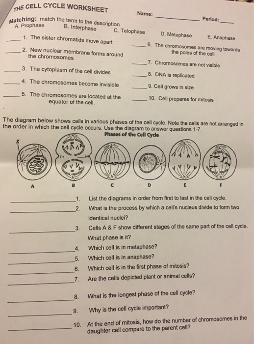 Solved E CELL CYCLE WORKSHEET TH Name: Period: tching: match | Chegg.com