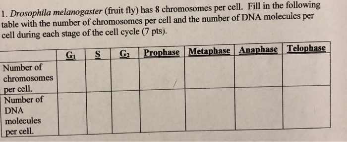 Solved 1 Drosophila Melanogaster Fruit Fly Has 8 Chegg Com