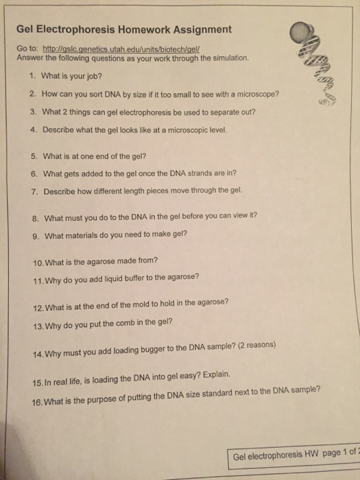 Gel electrophoresis simulation lab answers picture