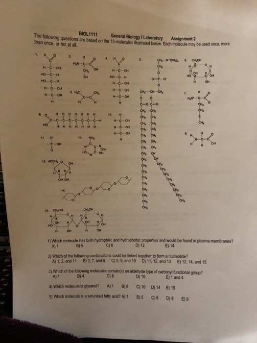 The Than Once Or Not At All Biol1111 General Chegg 