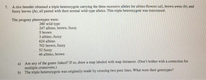 7. a rice breeder obtained a triple heterozygote carrying the three recessive alleles for albino flowers (al), brown awns (b), and fuzzy leaves (fx), all paired with their normal wild-type alleles. this triple heterozygote was testcrossed. the progeny phenotypes were: 260 wild type 247 albino, brown, fuzzy 5 brown 3 albino, fuzzy 624 albino 702 brown, fuzzy 52 fuzzy 46 albino, brown are any of the genes linked? if so, draw a map labeled with map distances. (dont bother with a correction for multiple crossovers.) the triple heterozygote was originally made by crossing two pure lines. what were their genotypes? a) b)