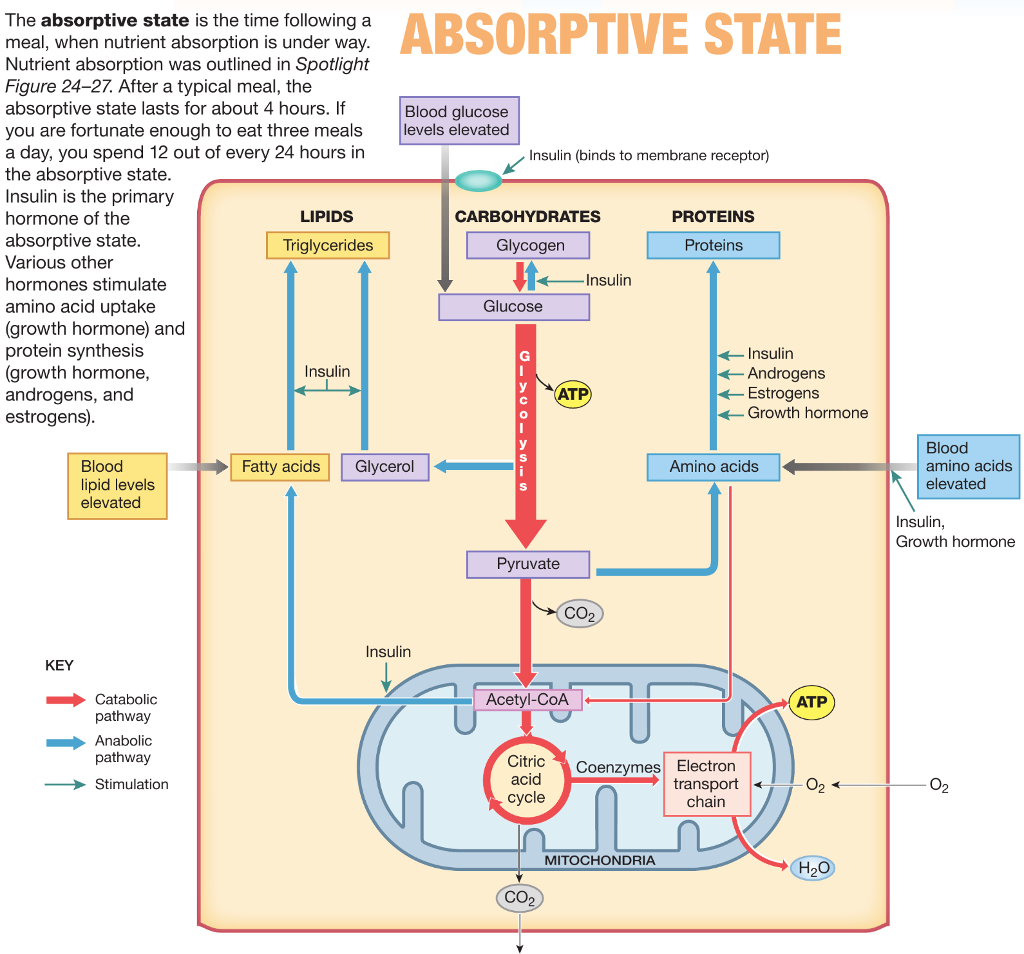 absorptive state