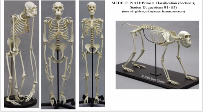 Solved Compare The Pictures Of The Gibbon Chimpanzee Chegg Com