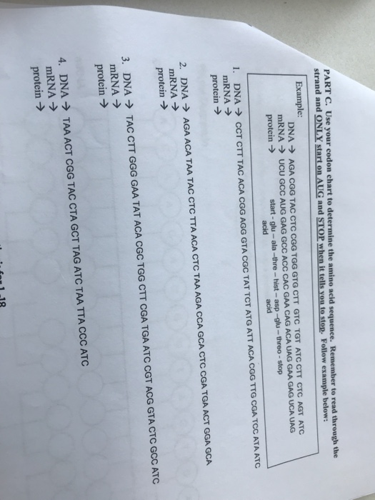 Solved Part C Use Your Codon Chart To Determine The Amino Chegg Com