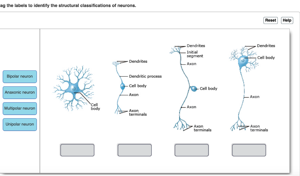 ag the labels to identify the structural classifications of neurons Reset H...