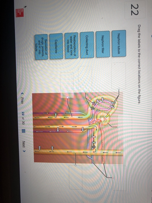 Solved Drag The Labels To The Correct Locations On The Fi