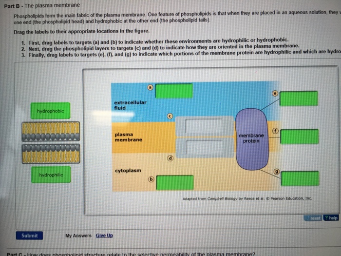 solved-phospholipids-form-the-main-fabric-of-the-plasma-m-chegg