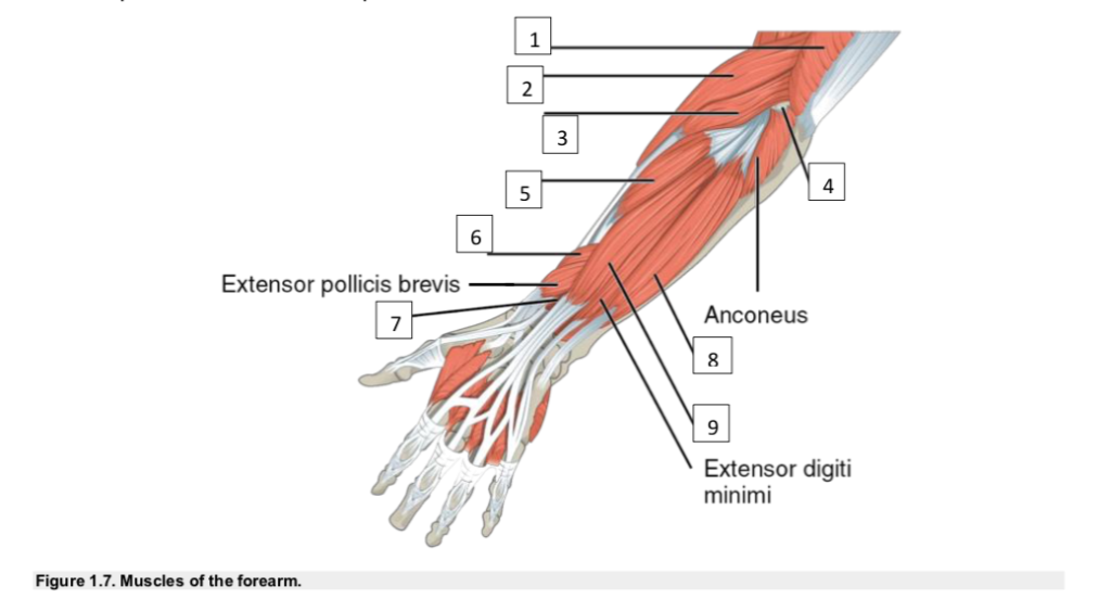 extensor pollicis brevis muscle