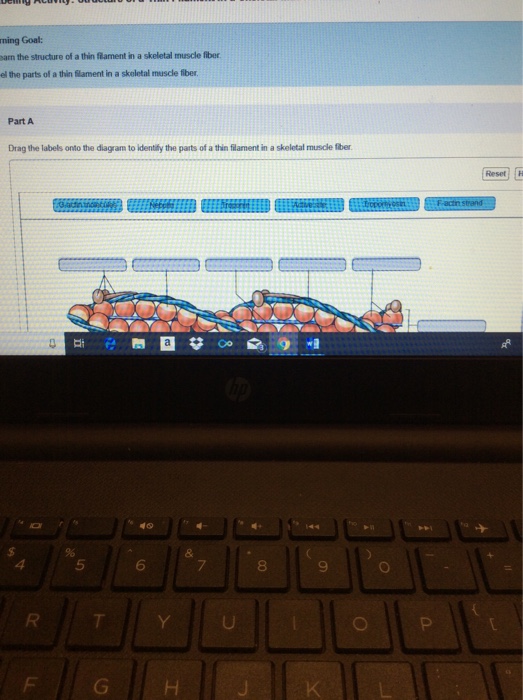 Drag The Labels Onto The Diagram To Identify Structural ...