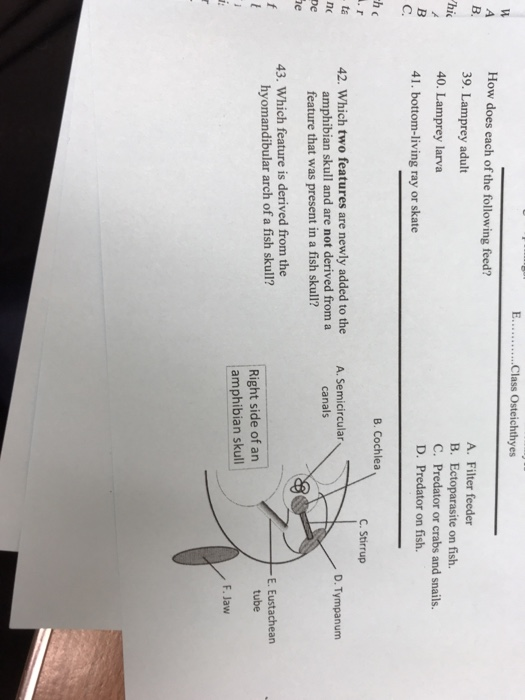Solved How Does Each Of The Following Feed 39 Lamprey A