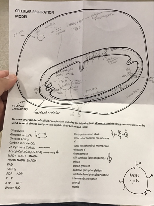 Solved Be Sure Your Model Of Cellular Respiration Include Chegg Com