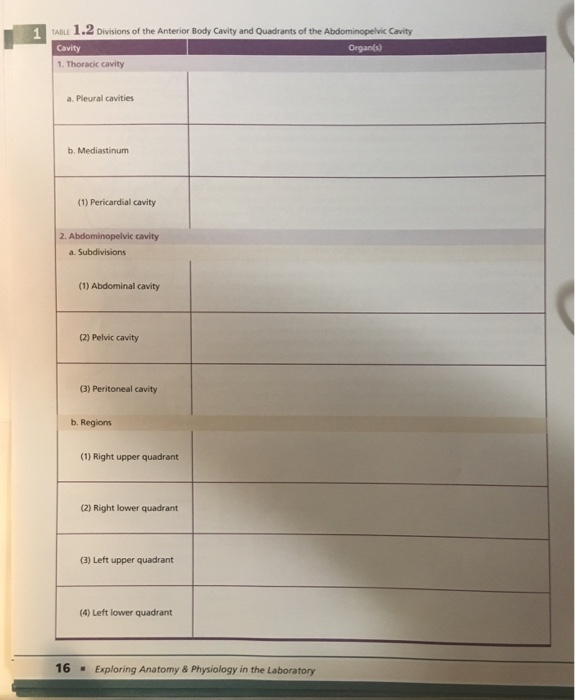 abdominal cavity organs quadrants