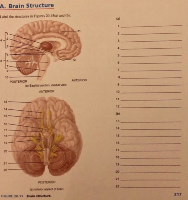 Solved A Brain Structure Label The Structures In Figures