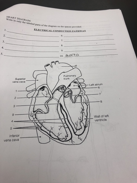 Solved: HEART DIAGRAM Write In Only The Labeled Parts Of T ...