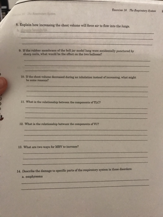 Respiratory system questions quizlet picture