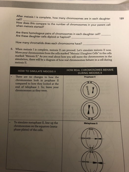 Solved Er Meiosis I Is Complete How Many Chromosomes Are