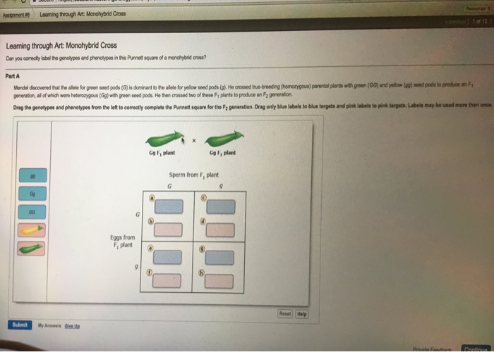 Solved: It Leaming Through Art Monohybrid Cross Of 12 Lear ...