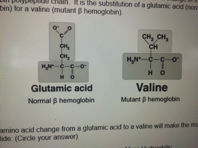 Solved Hemoglobin Is A Protein That Helps Our Red Blood C Chegg Com