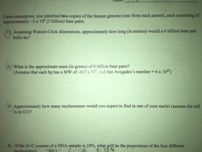 Approximately 3 Billion Base Pairs Uming Watson Crick Dimensions Approximately 3 Billion Base Pairs Uming Watson Crick Dimensions