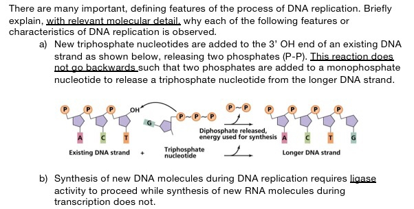 pyrophosphate dna replication