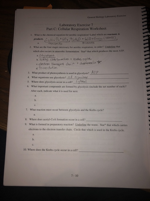 Solved G Gieneral Biology Laboratory Exercise 11 What Is Chegg Com