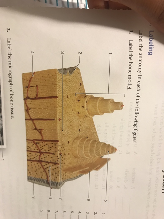 Solved: . Labeling El The Anatomy In Each Of The Following... | Chegg.com