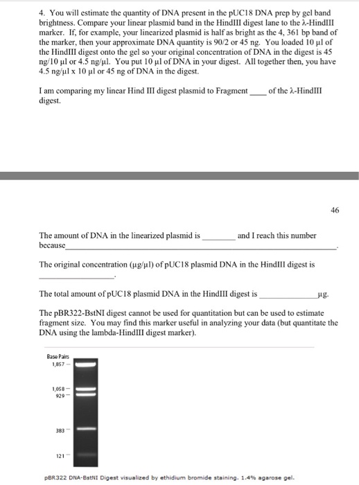 Solved 4 You Will Estimate The Quantity Of Dna Present In Chegg Com